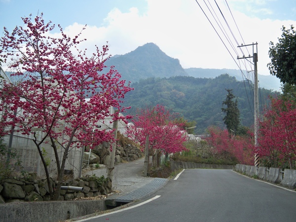 2009年櫻花